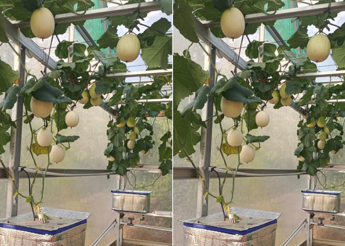 P4S Omah Ijo Kenalkan Melon Hidroponik Ala Machida, Produksi Hingga 15 Buah Per Batang