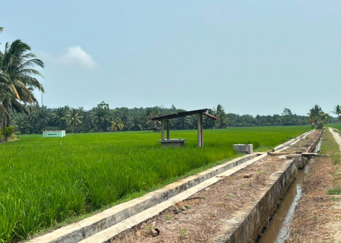 70 Hektare Sawah Bersiap Panen, Berharap Harga Gabah Sesuai HPP 