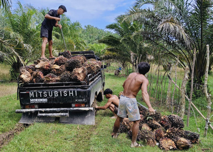 Harga TBS di Bengkulu Utara Meroket, Tembus Rp3.090 Perkilogram