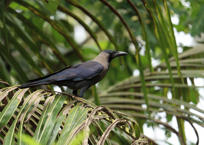 Suara Hewan yang Katanya Bisa Menjadi Pertanda Adanya Makhluk Halus di Sekitar