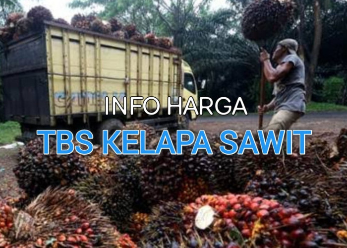 Harga TBS Sawit Bengkulu Utara 2 September 2023 Naik lagi Rp 30,-/kg, Cek Harganya