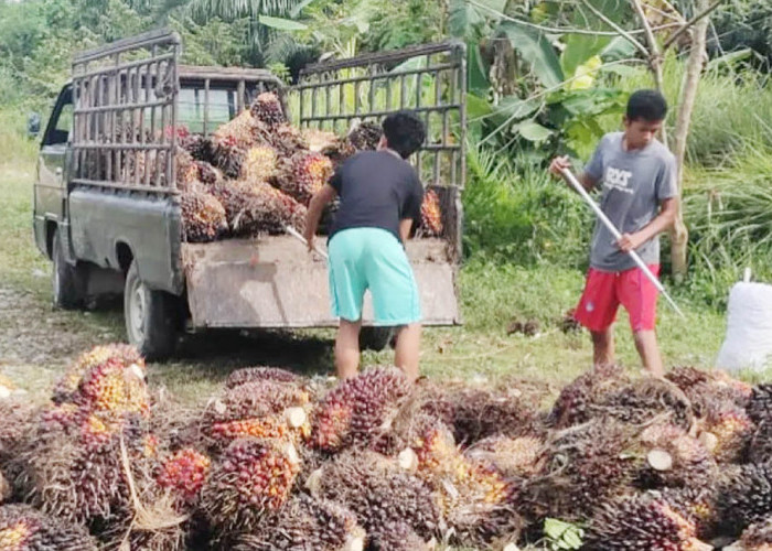 Program Sapras Masuk MSS, Petani Sawit Produktif Bakal Dapat Bantuan Pupuk dan Herbisida