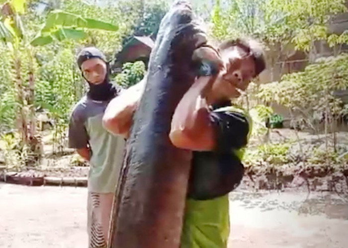 Ikan Sidat Jumbo 36 Kg Berhasil Ditangkap Warga di Air Ketahun