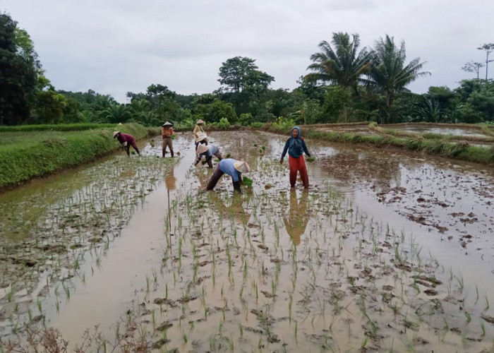 Inpres Irigasi 2026, Pemkab Ajukan Rp11,6 Miliar