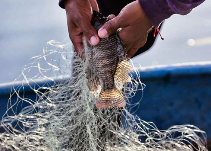 Cara Menggunakan Kulit Ikan Nila untuk Mengobati Luka Bakar 