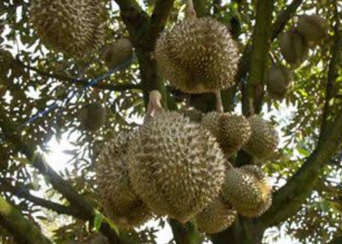 Begini Caranya Agar Pohon Durian Berbuah Lebat, Auto Panen Berlimpah