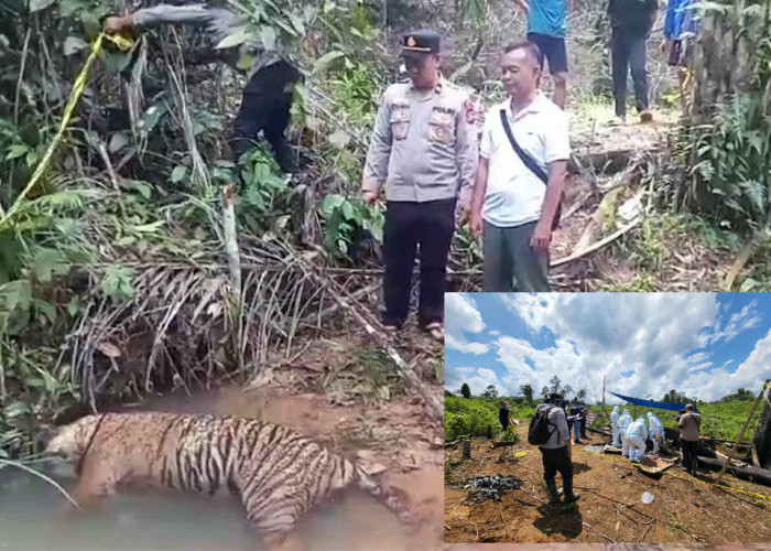 Pastikan Kematian Gajah dan Harimau, BKSDA Bengkulu-Lampung Tunggu Hasil Nekropsi