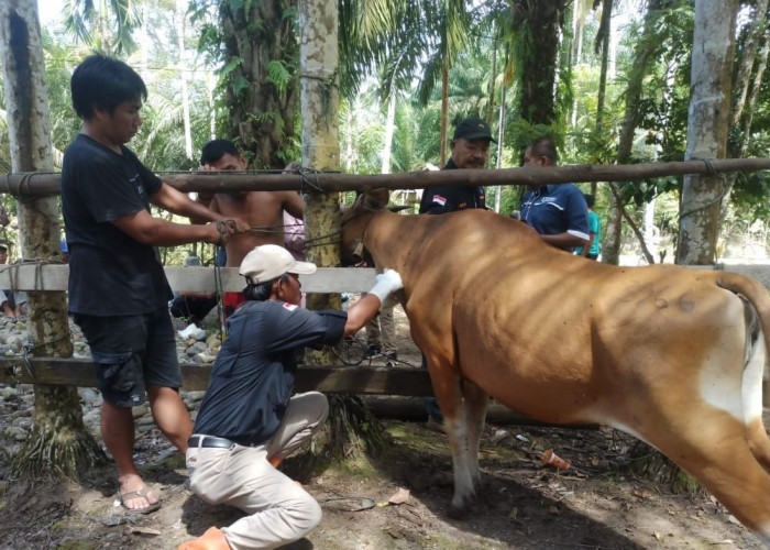 DTPHP Turunkan Tim ke MSS untuk Ambil Sampel Ternak, Kadis: Jika Positif Jembrana, Akan Kita Usulkan Vaksinasi