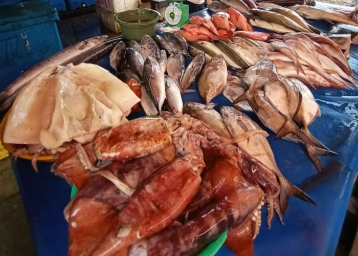 Sebelum Membeli, Ketahui Cara Memilih Ikan Segar Langsung dari Nelayan dan Pengepul di TPI Pulau Baai Bengkulu