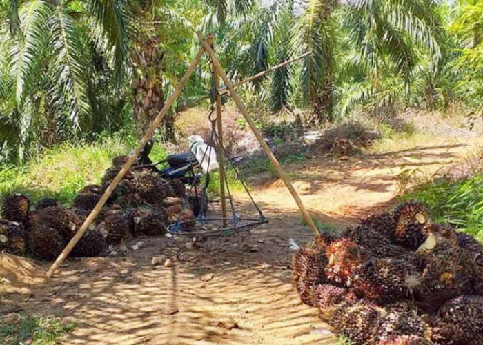 Harga TBS Sawit Sentuh Rp2.800 Per Kg, Bickman: Mudah-Mudahan Segera Stabil