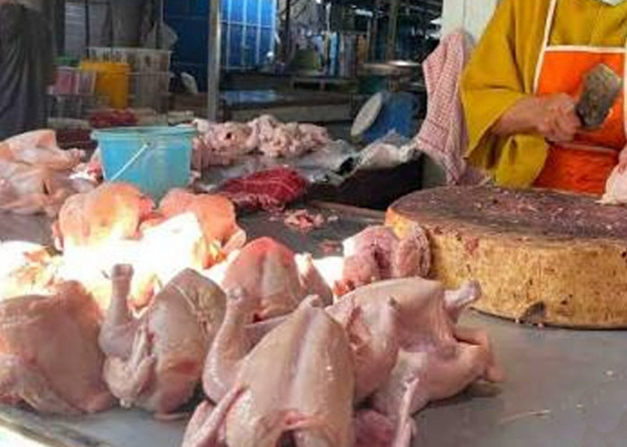 Pasokan Menipis Pemicu Harga Daging Ayam Naik hingga Rp 55 Ribu Per Kilogram