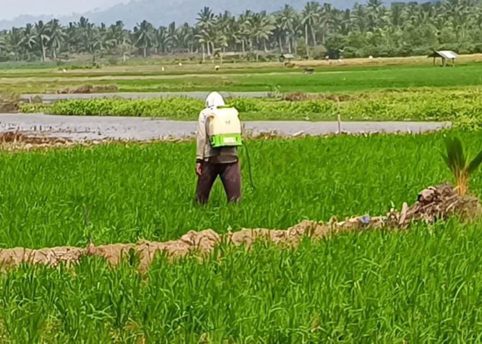Perluasan Tanaman Padi Terus Dipercepat