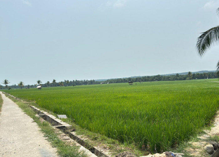 Air Mulai Terbatas, Petani Karya Jaya Siapkan Mesin Hadapi Kemarau