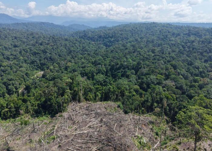 Pasca Operasi, Kawasan BAS Masih Terancam Deforestasi