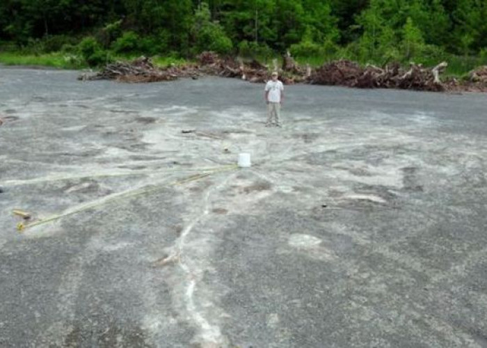 Jejak Sejarah Bumi, Menyingkap Keberadaan Hutan Purba di New York