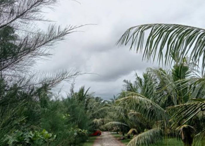 Gara-gara Banyak Pohon Kelapa, Pantai di Bengkulu Selatan Ini Diberi Nama Coconut Beach