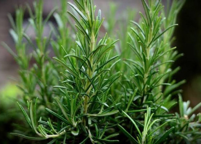 Selain Indah, Ternyata Ada 5 Jenis Bunga yang Mampu Meningkatkan Kecerdasan Otak Menjadi Lebih Jenius