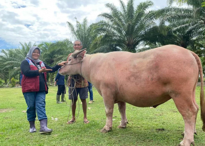Waspada Penyakit Ternak, Peternak Diminta Jangan Tunggu Sapi Parah