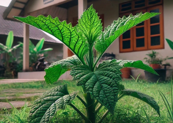 Wajib Coba! Batu Ginjal Bisa Hilang Hanya dengan Konsumsi Ekstra Daun Tempuyang