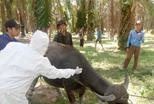 Meluas, 30 Kerbau di Marga Sakti Sebelat Terjangkit Penyakit Mulut dan Kuku