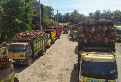 Harga TBS di Pabrik Kembali Merosot