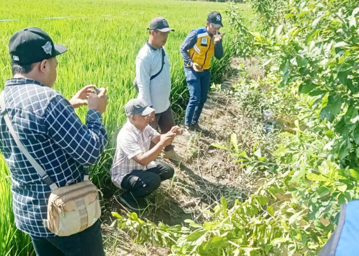 BWS Sumatera VII ke Suka Baru, Irigasi 1 Km Dibangun Lewat Dana Inpres