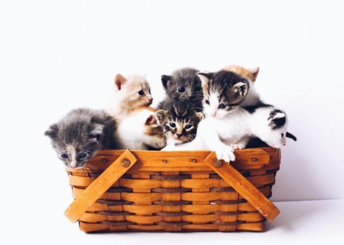 Cat Lovers Perlu Tahu Nih! Fakta Unik dan Menarik Seputar Kucing