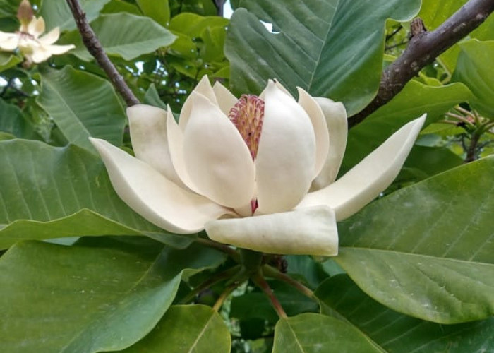 Mengenal Bunga Kantil yang Kerap Menjadi Maskotnya Dunia Mistis