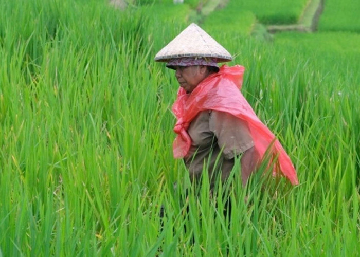 Diperbaiki Swadaya, Jebol Lagi: 56 Hektare Sawah di Talang Arah Terancam 