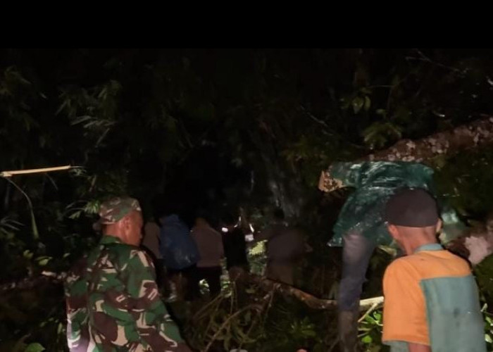 Pohon Tumbang Sempat Halangi Arus Balik Logistik Pemilukada dari Lebong Tandai