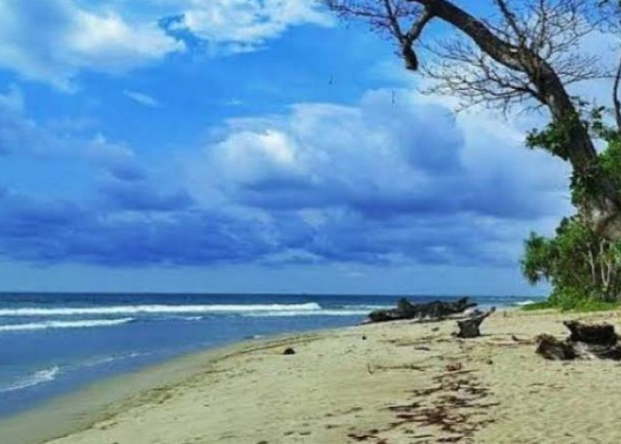 Perambahan di Teluk Sepang Disebut HPL Milik Pelindo