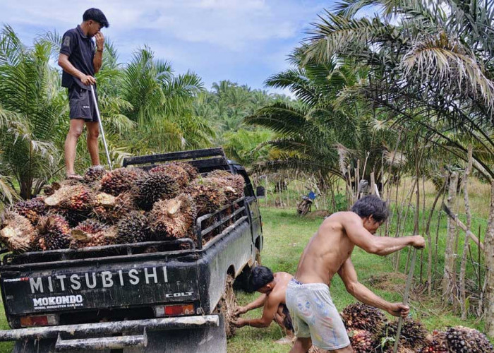 Harga Bergerak Naik, Pemerintah Diminta Tindak  PKS Bandel