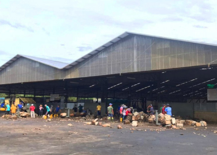 Pabrik Karet Bangkrut, Ini Kata Kadis Perkebunan Bengkulu Utara