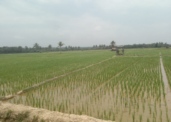 Kekeringan Semakin Jadi, Petani di Desa Karya Jaya Butuh Bantuan Mesin Pompa Air
