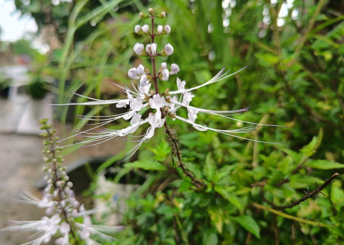 8 Manfaat Daun Kumis Kucing untuk Kesehatan Tubuh, Cocok Jadi Minuman Herbal