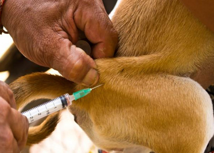 Waspada Rabies! Puskeswan Siapkan 400 Dosis Vaksin Gratis untuk 7 Kecamatan