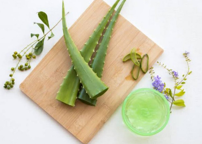 Sering Dianggap Sepele, Ternyata Deretan Tanaman Rumahan Ini Punya Segudang Manfaat! 