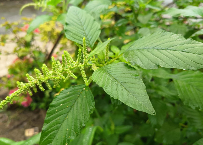 Pilih Sayuran Berprotein Tinggi untuk Menu Diet Sehat Kamu