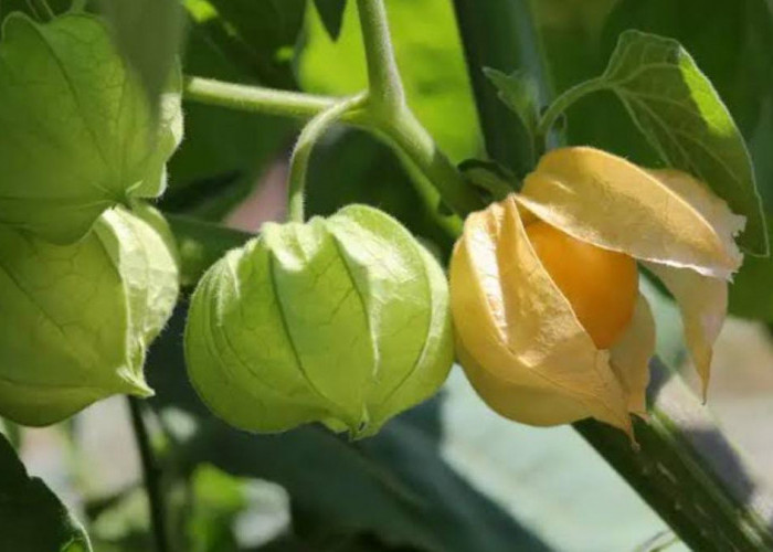 Bukan Sekedar Tanaman Liar, Namun Daun Ciplukan Ternyata Juga Kaya Manfaat untuk Kesehatan