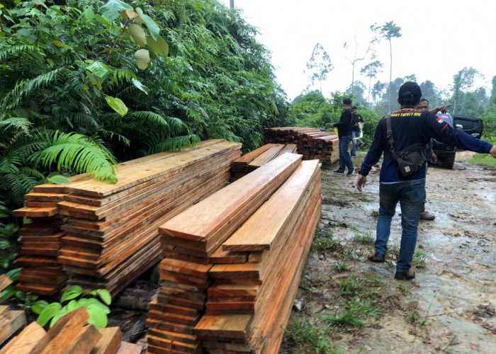 Polres Mukomuko Ungkap Kasus llegal Logging di Kawasan HPT 