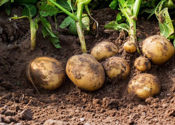 Jangan Sembarangan Ditanam, 5 Tanaman Ini Bisa Mengundang Tikus ke Rumah 