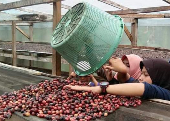 Harga Kopi Turun, di Bengkulu Utara Diangka Rp50 Ribu