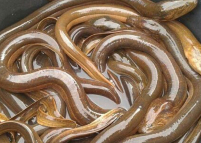 Jangan Di Anggap Sepele, Dapatkan Manfaat Dari Memberikan Ikan Belut Pada Anak-Anak