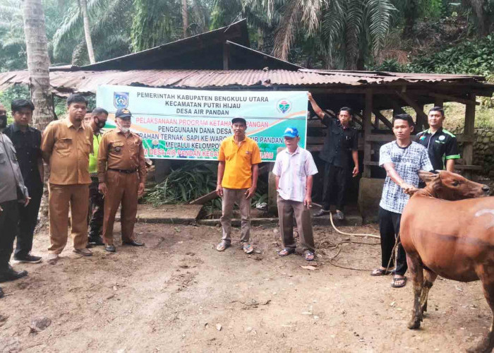 Jamin Ketahanan Pangan Warga, Pemdes Air Pandan Salurkan Bantuan Ternak Sapi