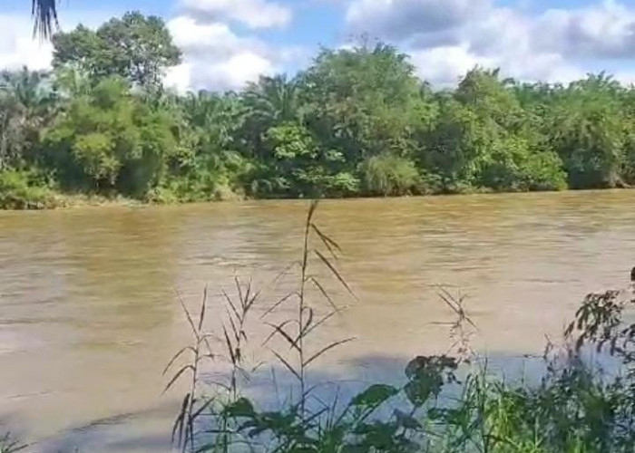 Hujan Turun Lagi, Warga di Bantaran Sungai Ketahun Diminta Waspada, Camat: Tadi Debit Air Naik 1-1,5 Mete