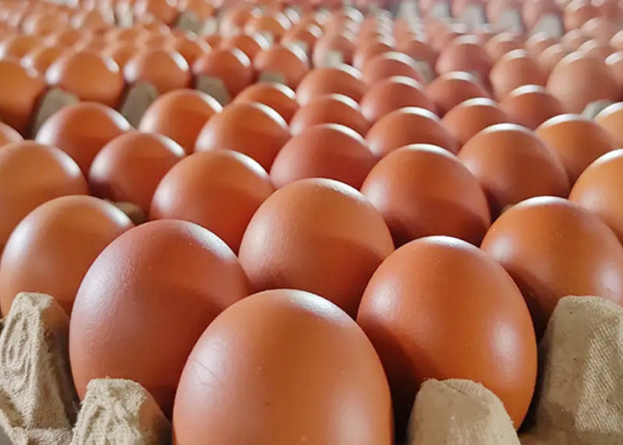 Pasokan Telur MBG Diduga Didominasi Pemasok Luar, HET Tak Transparan