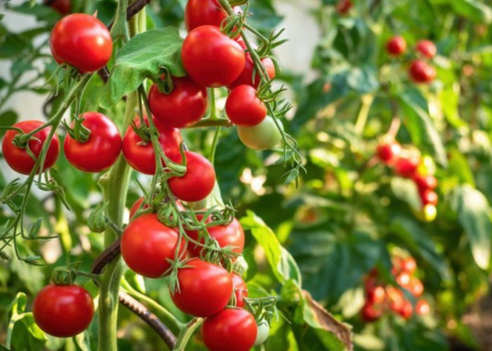 Makanan yang Baik untuk Lindungi Kulit dari Paparan Sinar UV