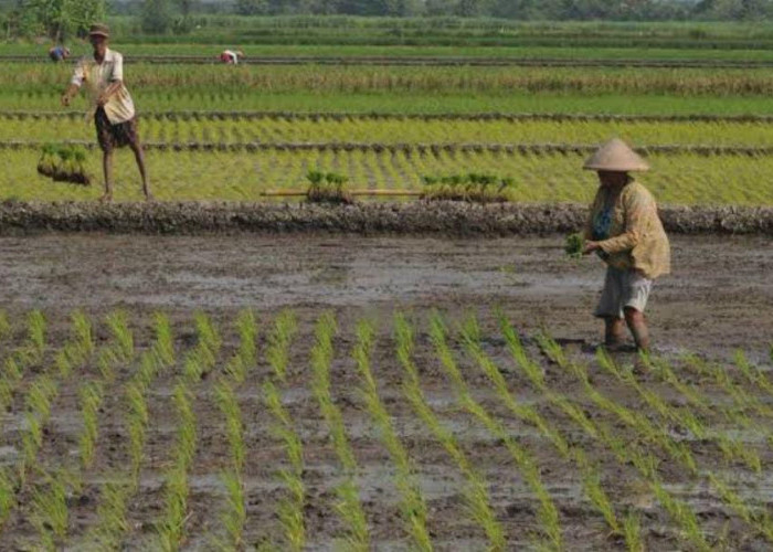 Sebagian Besar Petani Padi di Pinang Raya Lebih Memilih Tunda Masa Tanam, ini Alasannya