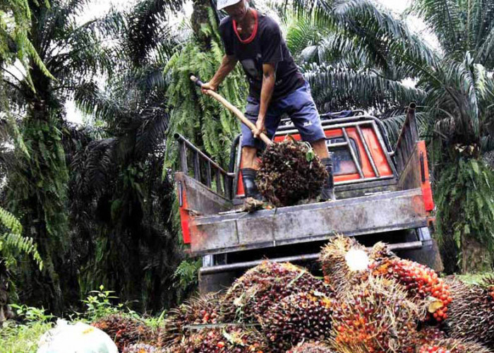 Periode April 2026, Harga TBS Ditetapkan Rp 3.174 Per Kg