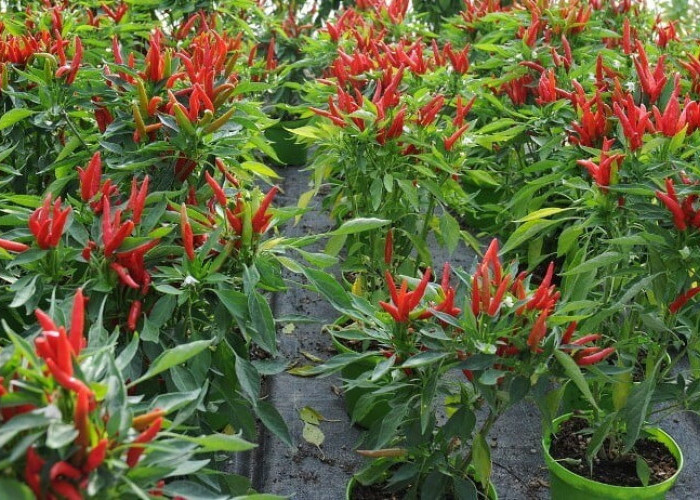 Tanaman Cabemu Akan Berbuah Lebat, Hanya Gunakan Pupuk Berbahan Alami